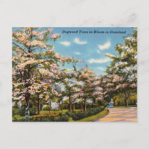 Carte Postale Dogwood Trees en Dixieland