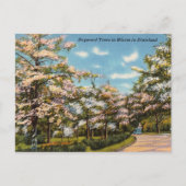 Carte Postale Dogwood Trees en Dixieland (Devant)