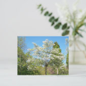 Carte Postale Dogwoods (Debout devant)