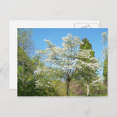 Carte Postale Dogwoods (Devant / Derrière)