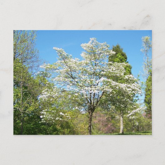 Carte Postale Dogwoods (Devant)
