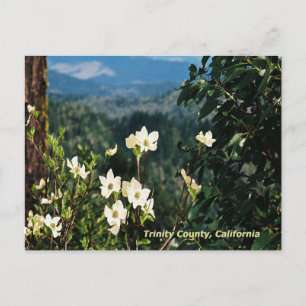 Carte Postale Dogwood's Blooming.......