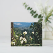 Carte Postale Dogwood's Blooming....... (Debout devant)