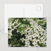 Carte Postale Dogwoods du printemps dans Marshall Bloom (Devant / Derrière)