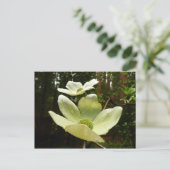 Carte Postale Dogwoods et séquoias dans le parc national Yosemit (Debout devant)