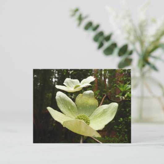 Carte Postale Dogwoods et séquoias dans le parc national Yosemit (Debout devant)