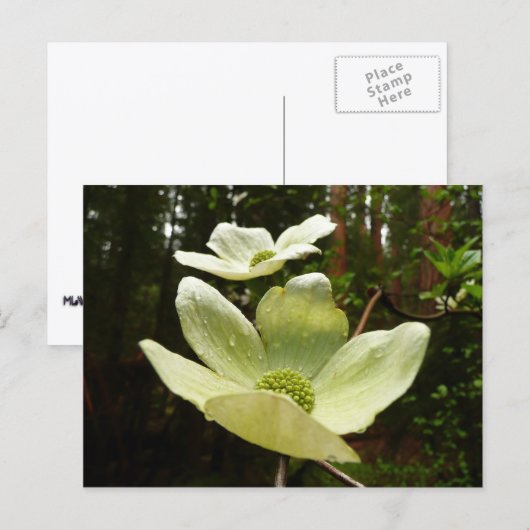 Carte Postale Dogwoods et séquoias dans le parc national Yosemit (Devant / Derrière)