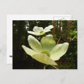 Carte Postale Dogwoods et séquoias dans le parc national Yosemit (Devant / Derrière)