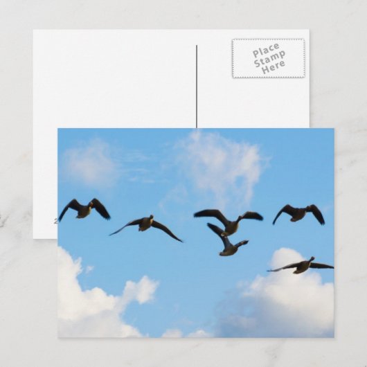 Carte postale d'oies de vol (Devant / Derrière)