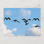 Carte postale d'oies de vol (Devant)