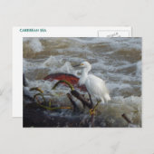 CARTE POSTALE D'OISEAU CARRIBÈRE N° 1 (Devant / Derrière)