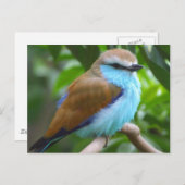 Carte postale d'oiseau coloré (Devant / Derrière)