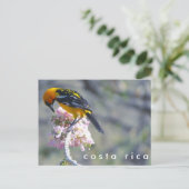 Carte postale d'oiseaux du Costa Rica (Debout devant)