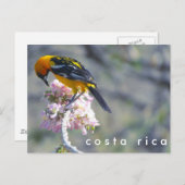 Carte postale d'oiseaux du Costa Rica (Devant / Derrière)