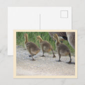 Carte postale d'oisons (Devant / Derrière)