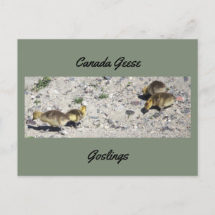 Carte postale d'oisons de bernaches du Canada
