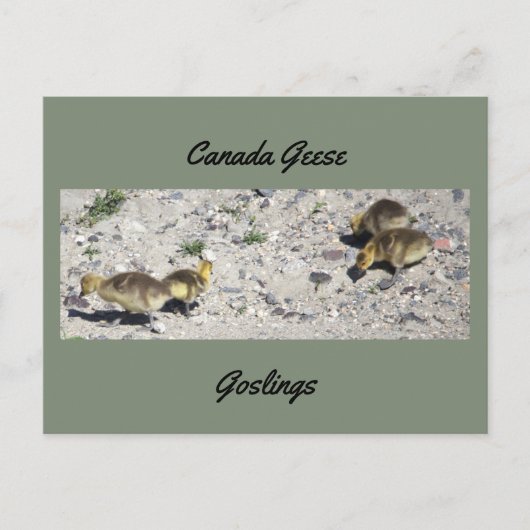 Carte postale d'oisons de bernaches du Canada (Devant)
