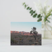 Carte Postale Dolan Springs (Debout devant)