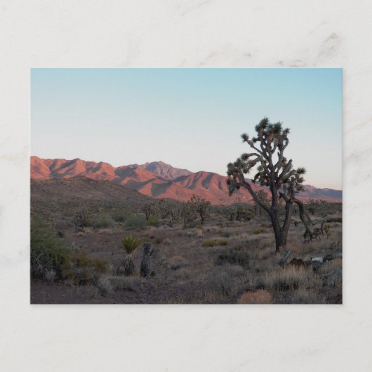 Carte Postale Dolan Springs (Devant)