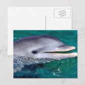 Carte Postale dolfijn (Devant / Derrière)