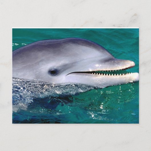 Carte Postale dolfijn (Devant)