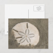 Carte Postale Dollar de sable (Echinarachnius parma) (Devant / Derrière)