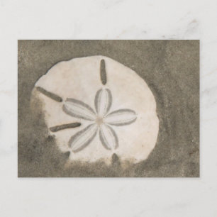 Carte Postale Dollar de sable (Echinarachnius parma)