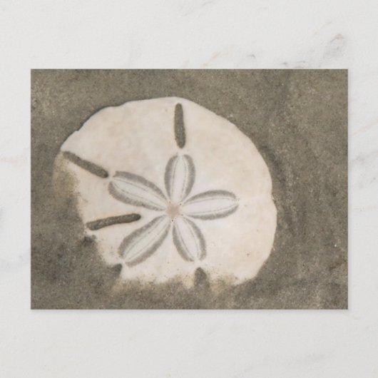 Carte Postale Dollar de sable (Echinarachnius parma) (Devant)