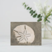 Carte Postale Dollar de sable (Echinarachnius parma) (Debout devant)