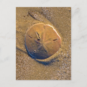 Carte Postale Dollar De Sable Révélé Sur La Plage   Hilton Head 