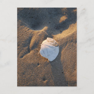 Carte Postale dollar de sable sur la plage