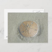 Carte Postale dollar de sable sur la plage photo par gbillips (Devant / Derrière)