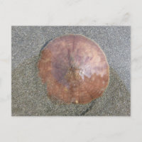 Dollar de sable sur l'île Unalaska