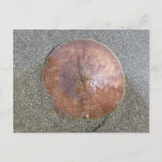 Carte Postale Dollar de sable sur l'île Unalaska (Devant)