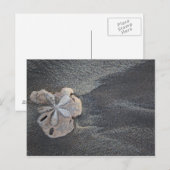 Carte Postale Dollar de sable sur sable (Devant / Derrière)