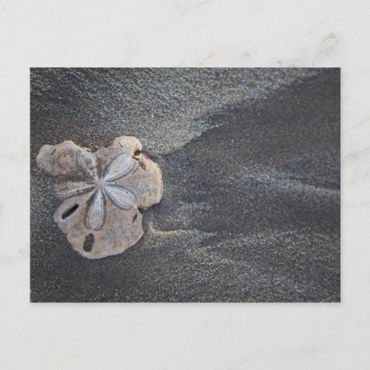 Carte Postale Dollar de sable sur sable (Devant)