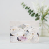 Carte Postale Dollars de sable (Debout devant)