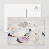 Carte Postale Dollars de sable (Devant / Derrière)