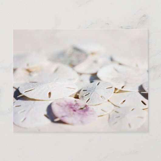 Carte Postale Dollars de sable (Devant)