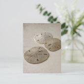 Carte Postale Dollars de sable vintages (Debout devant)