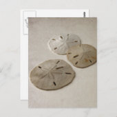 Carte Postale Dollars de sable vintages (Devant / Derrière)