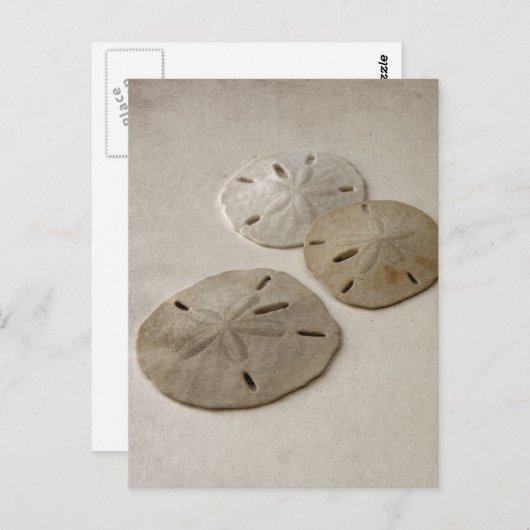 Carte Postale Dollars de sable vintages (Devant / Derrière)