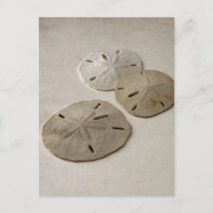 Carte Postale Dollars de sable vintages