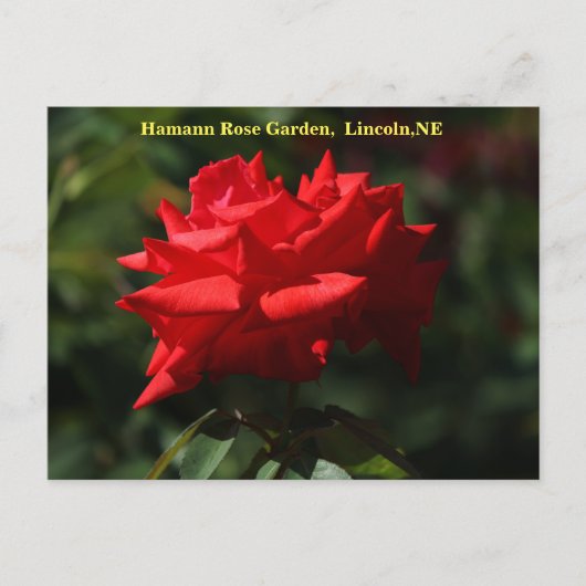 Carte postale Dolly Parton HRG 700 2014 (Devant)