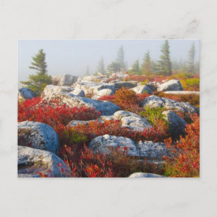 Carte Postale Dolly Sods Wilderness Tombe Pittoresque Avec Fog