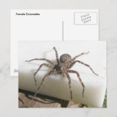 Carte postale Dolomedes Femme (Devant / Derrière)