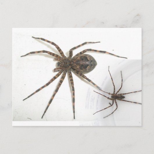 Carte Postale Dolomedes Homme & Femme Araignées (Devant)