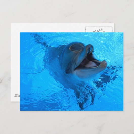 Carte postale Dolphin (Devant / Derrière)