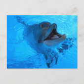 Carte postale Dolphin (Devant)