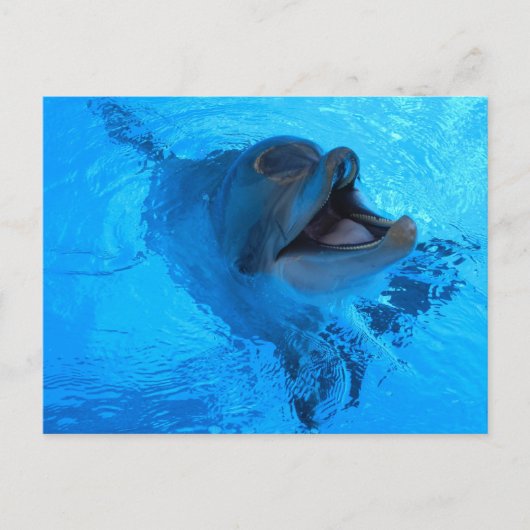 Carte postale Dolphin (Devant)